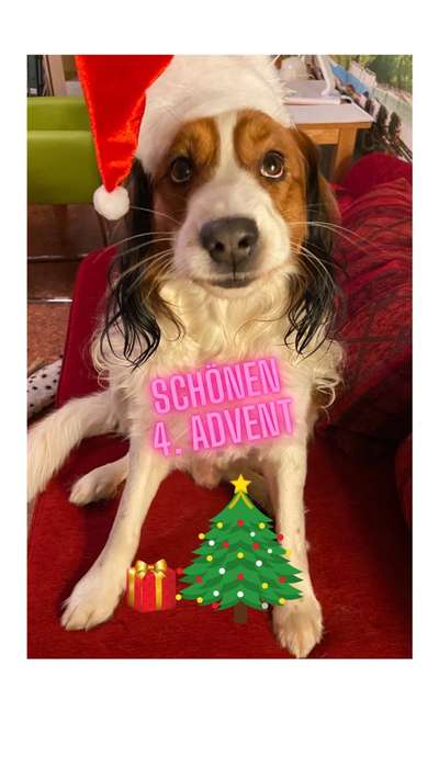 Challenge Nr. 8  Dein Hund im Weihnachtslook-Beitrag-Bild
