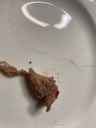 Rote dünne Drähte im Dibo Tiefkühl-Lammfutter-Beitrag-Bild