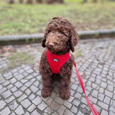 Welpen Bilder !-Beitrag-Bild