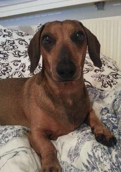 Unsere Fellnasen im Regenbogenland-Beitrag-Bild