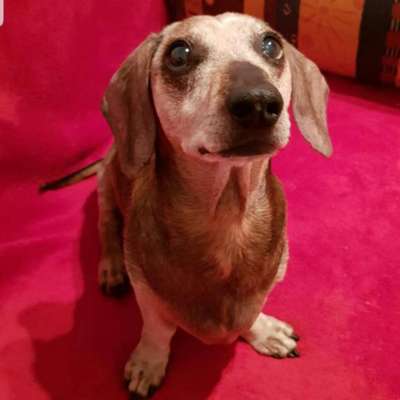 Unsere Fellnasen im Regenbogenland-Beitrag-Bild