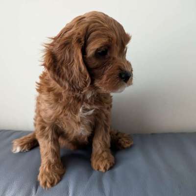 Hundetreffen-Welpentreffen :)-Bild