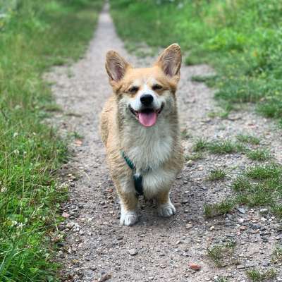 Hundetreffen-Gassirunde/Spielen-Bild