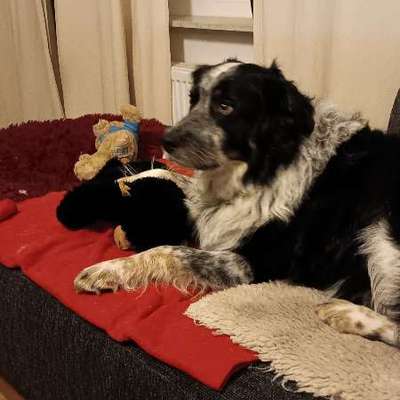 Hundetreffen-Treffen in Bremen Lesum-Bild