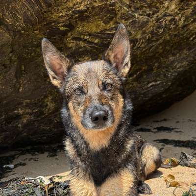 Hundetreffen-Hundefreund gesucht-Bild