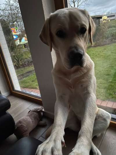 Labradorfans-Beitrag-Bild