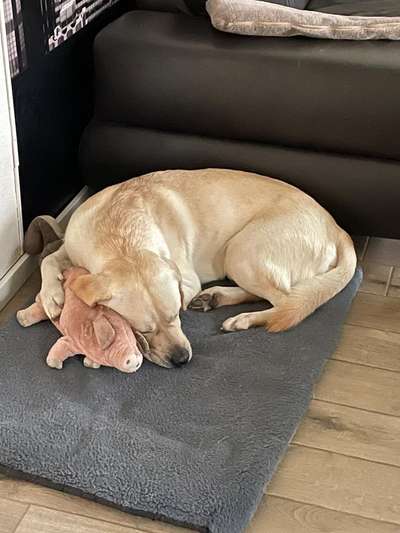 Labradorfans-Beitrag-Bild