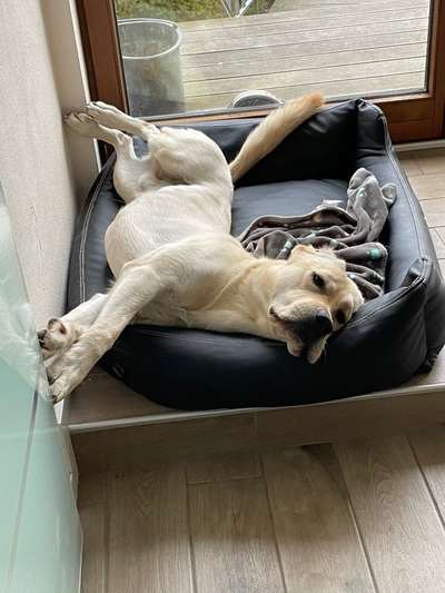 Labradorfans-Beitrag-Bild