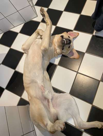 Wo sind meine Labrador Freunde-Beitrag-Bild