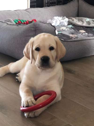 Labradorfans-Beitrag-Bild