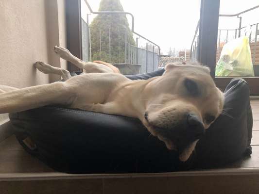 Welche Hunderasse-Beitrag-Bild