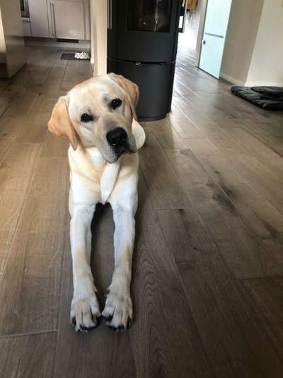 Zeigt her eure Labbis!-Beitrag-Bild