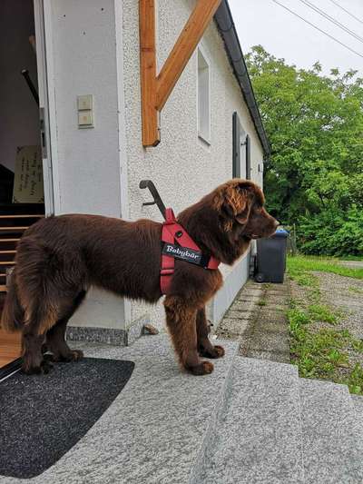 Wieviele Mahlzeiten füttert ihr und wieviel?-Beitrag-Bild