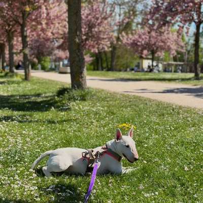 Hundeauslaufgebiet-Erbainsel-Bild