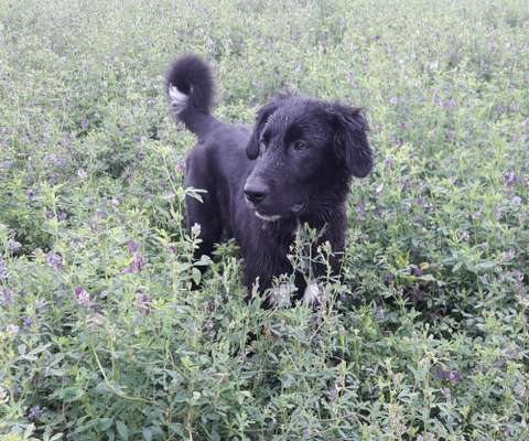 Die Dogorama Wochen Challenge-Beitrag-Bild