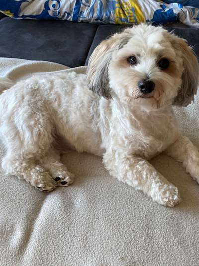 Havaneser dabei?:)-Beitrag-Bild