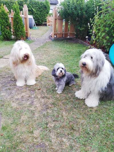 Bergamasker Hirtenhunde oder Bearded Collies hier?-Beitrag-Bild
