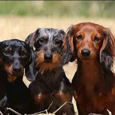 Titelbild Gruppe Dackel aus aller Welt