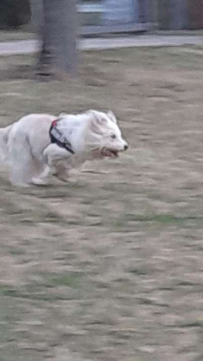 Lustigsten Grimassen von euren Hunden-Beitrag-Bild