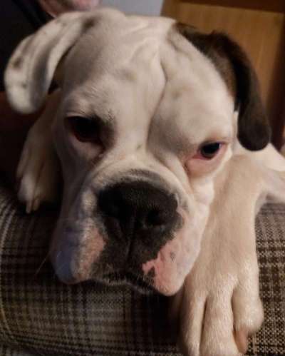 Deutsche Boxer-Beitrag-Bild