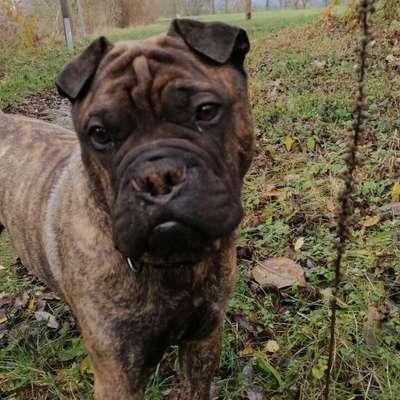 Hundetreffen-Gassi und Toben Rund um Emmerthal-Profilbild