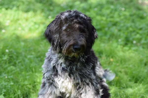 Mischlinge raten - Rätselspaß-Beitrag-Bild