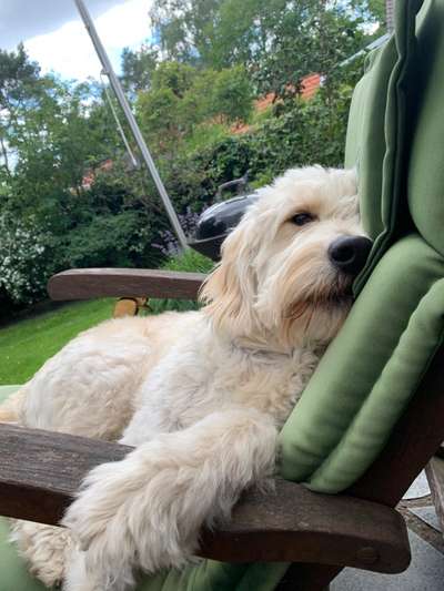 Goldendoodle-Beitrag-Bild