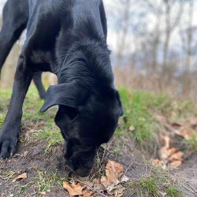 Hundetreffen-Lange Spaziergänge-Bild