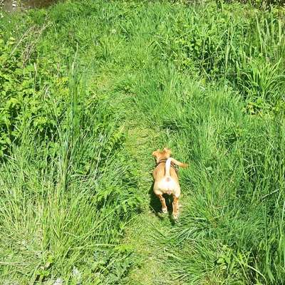 Hundetreffen-Gassitreffen am Parkplatz Waldfriedhof Sennestadt-Bild