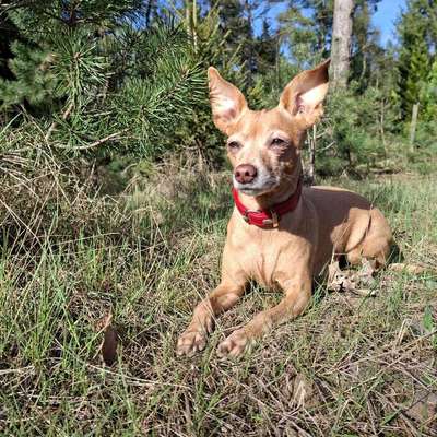 Hundetreffen-Kleine Hunde-Bild