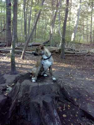 Hundeauslaufgebiet-Israelsdorf-Bild