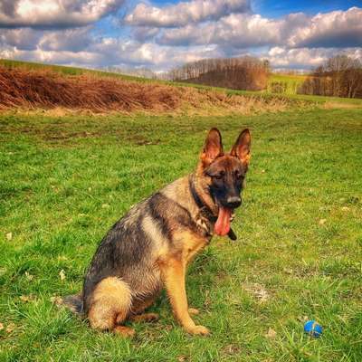 Hundetreffen-Kira sucht Freunde 🐕‍🦺🦮-Bild