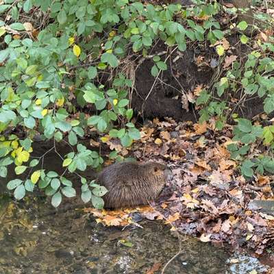 Giftköder-Apathisches Nutria-Bild
