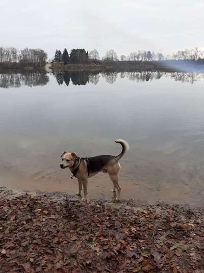 Hundetreffen-Spielen und laufen-Bild