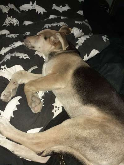 Hund aus dem Spanischen Tierschutz-Beitrag-Bild