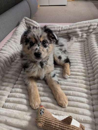 Wie war eure Welpenzeit?-Beitrag-Bild