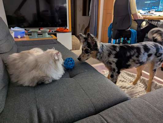 Wie war eure Welpenzeit?-Beitrag-Bild