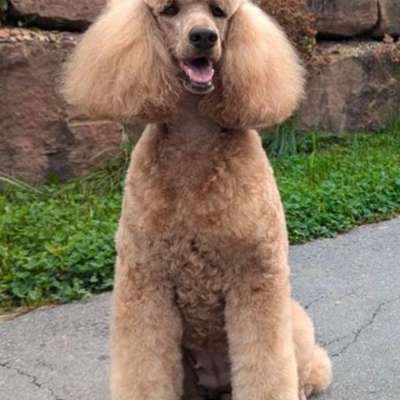 Schnee aus dem Fell bekommen-Beitrag-Bild