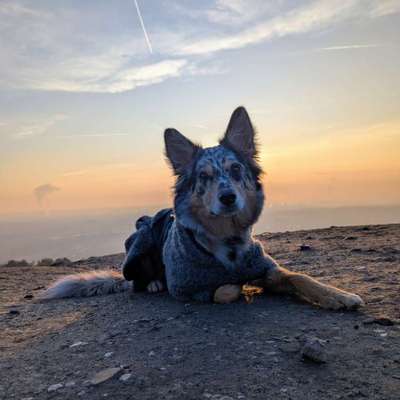 Hundetreffen-Spaziergang im Mühlenbachtal-Bild