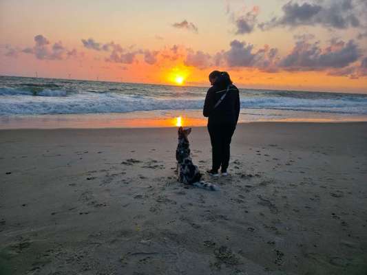 Einmal Hund, immer Hund?-Beitrag-Bild