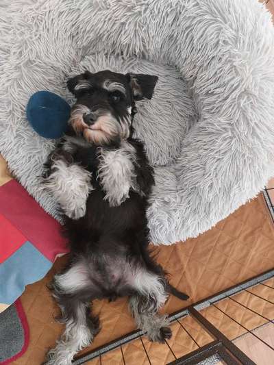 Zwergschnauzer gesucht-Beitrag-Bild