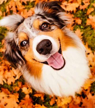 Dein Hund im Dogorama-Kalender 2021-Beitrag-Bild