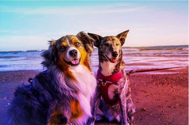 Dein Hund im Dogorama-Kalender 2021-Beitrag-Bild