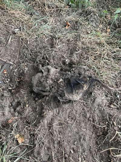 Giftköder-Tote Katze vergraben bzw. ausgebuddelt-Bild