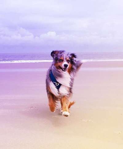 Dein Hund im Dogorama-Kalender 2021-Beitrag-Bild