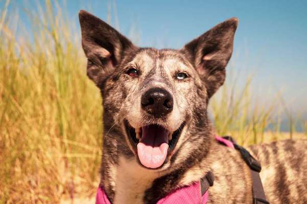 Dein Hund im Dogorama-Kalender 2021-Beitrag-Bild