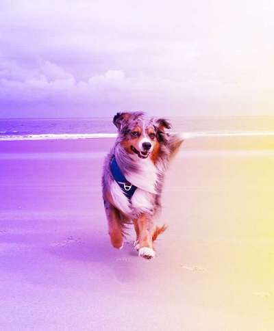 Aussies-Beitrag-Bild