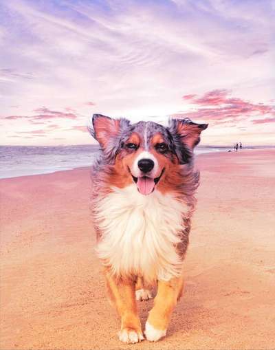 Dein Hund im Dogorama-Kalender 2021-Beitrag-Bild