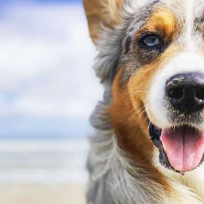 Dein Hund im Dogorama-Kalender 2021-Beitrag-Bild