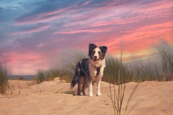 Dein Hund im Dogorama-Kalender 2021-Beitrag-Bild